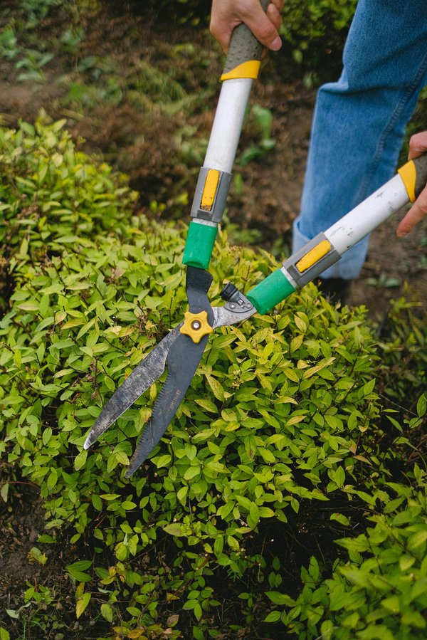 Comment choisir le meilleur coupe-branches pour entretenir son jardin en 2025